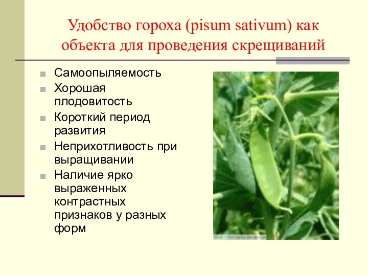 Удобство гороха (pisum sativum) как объекта для проведения скрещиваний Самоопыляемость Хорошая