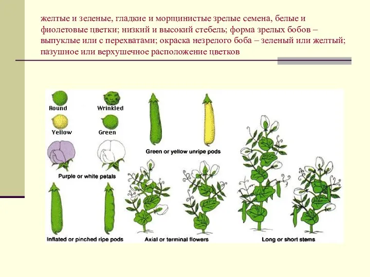 желтые и зеленые, гладкие и морщинистые зрелые семена, белые и фиолетовые