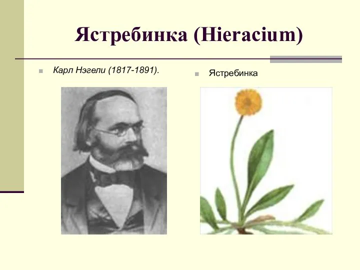 Ястребинка (Hieracium) Карл Нэгели (1817-1891). Ястребинка