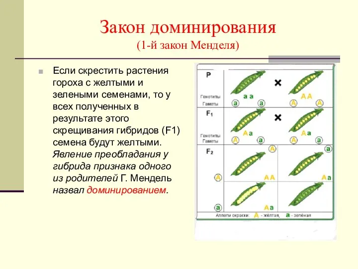 Закон доминирования (1-й закон Менделя) Если скрестить растения гороха с желтыми