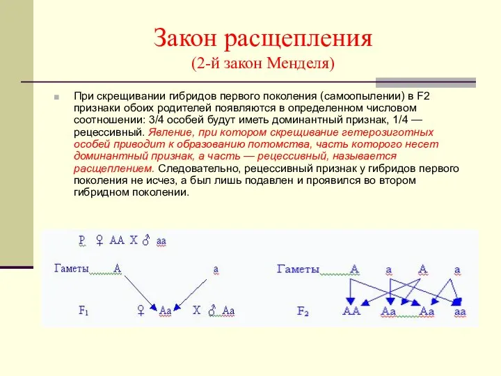 Закон расщепления (2-й закон Менделя) При скрещивании гибридов первого поколения (самоопылении)