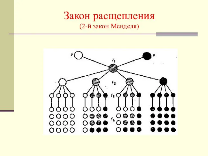 Закон расщепления (2-й закон Менделя)