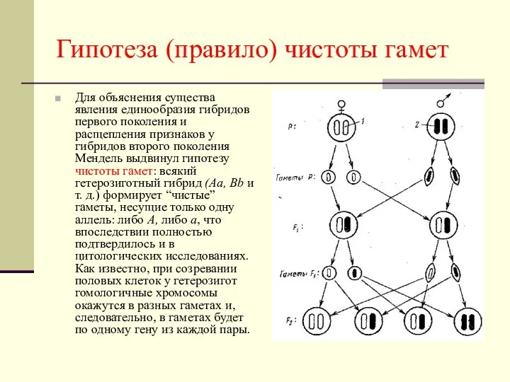 Гипотеза (правило) чистоты гамет Для объяснения существа явления единообразия гибридов первого