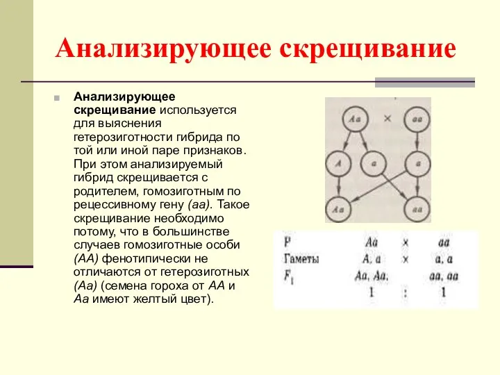 Анализирующее скрещивание Анализирующее скрещивание используется для выяснения гетерозиготности гибрида по той