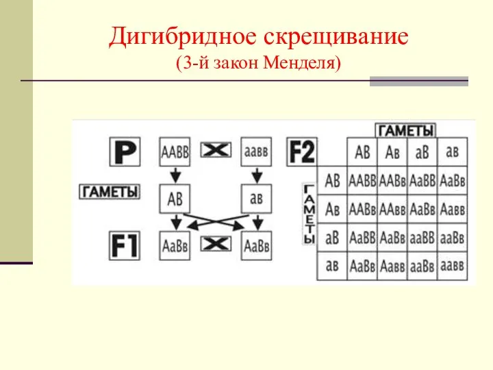 Дигибридное скрещивание (3-й закон Менделя)