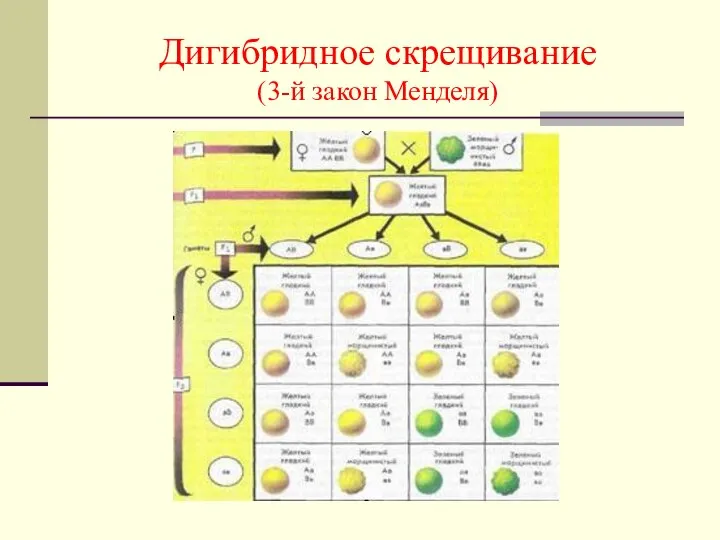 Дигибридное скрещивание (3-й закон Менделя)