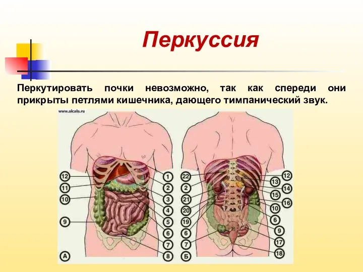 Перкуссия Перкутировать почки невозможно, так как спереди они прикрыты петлями кишечника, дающего тимпанический звук.