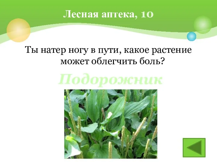 Ты натер ногу в пути, какое растение может облегчить боль? Лесная аптека, 10 Подорожник