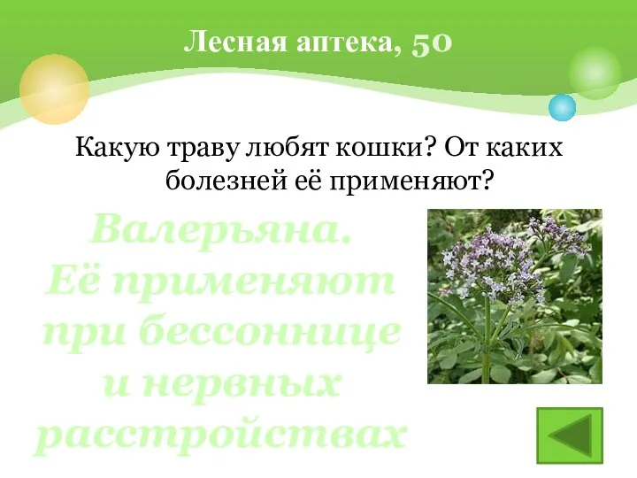 Какую траву любят кошки? От каких болезней её применяют? Лесная аптека,