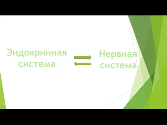 Эндокринная система Нервная система