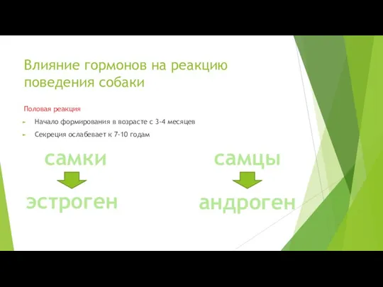 Влияние гормонов на реакцию поведения собаки Половая реакция Начало формирования в