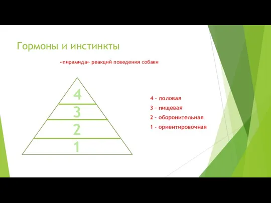 «пирамида» реакций поведения собаки 4 – половая 3 – пищевая 2