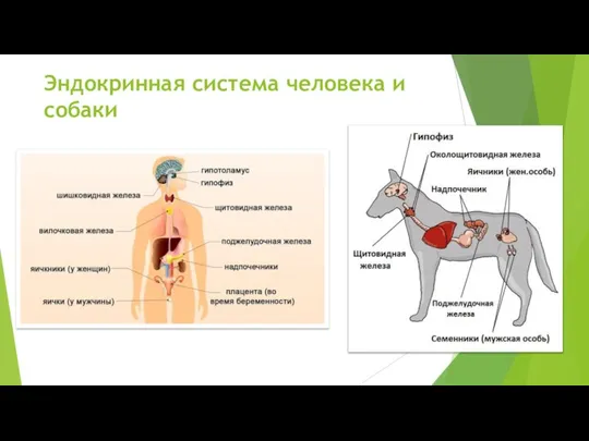 Эндокринная система человека и собаки