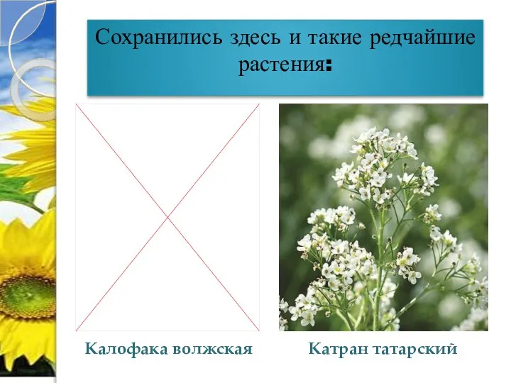 Сохранились здесь и такие редчайшие растения: Калофака волжская Катран татарский