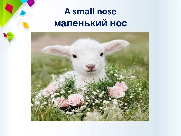 A small nose маленький нос