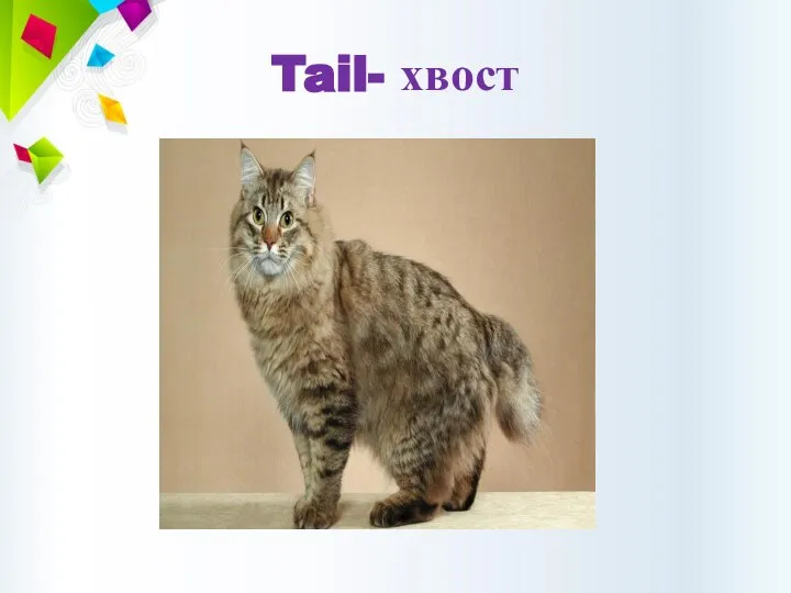 Tail- хвост