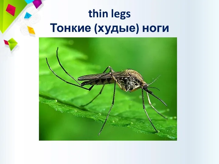 thin legs Тонкие (худые) ноги