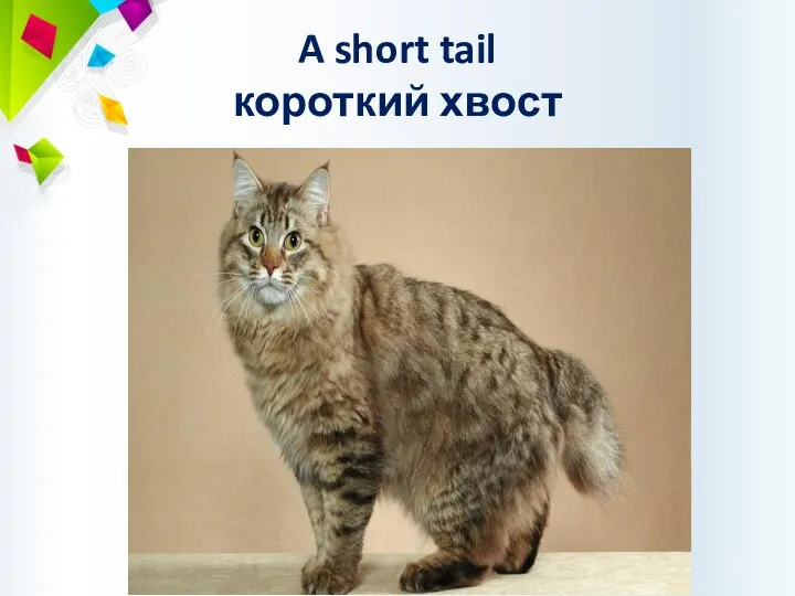 A short tail короткий хвост