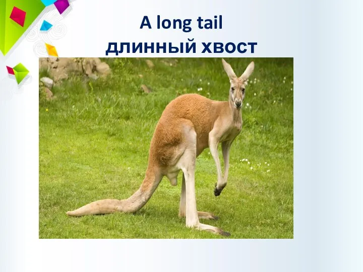 A long tail длинный хвост