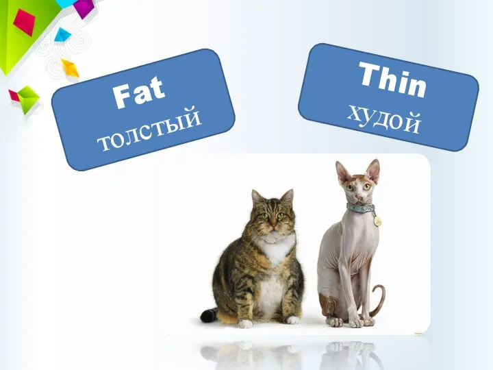 Thin худой Fat толстый
