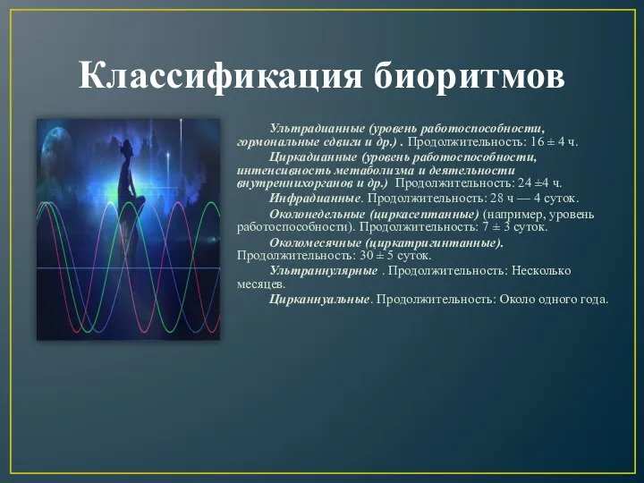 Классификация биоритмов Ультрадианные (уровень работоспособности, гормональные сдвиги и др.) . Продолжительность: