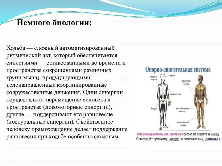 Немного биологии: Ходьба — сложный автоматизированный ритмический акт, который обеспечивается синергиями