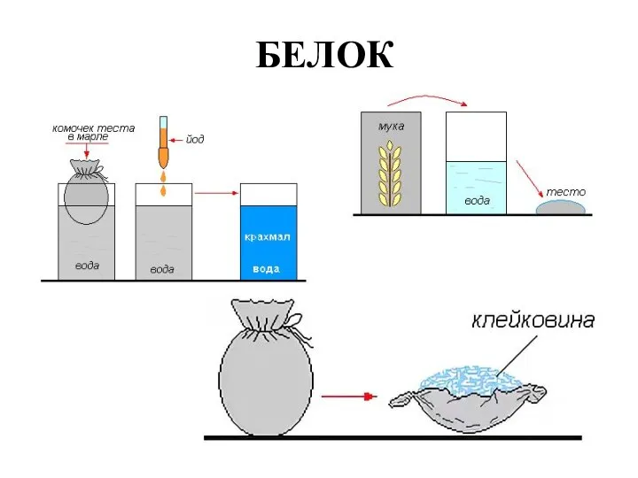 БЕЛОК