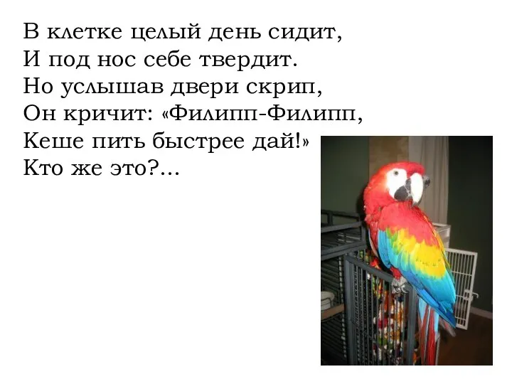 В клетке целый день сидит, И под нос себе твердит. Но