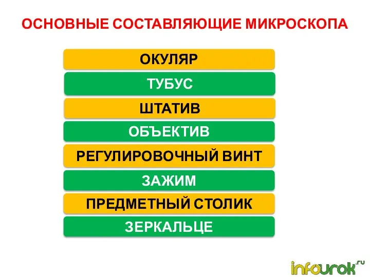 ОСНОВНЫЕ СОСТАВЛЯЮЩИЕ МИКРОСКОПА ОКУЛЯР ТУБУС ШТАТИВ ОБЪЕКТИВ РЕГУЛИРОВОЧНЫЙ ВИНТ ЗАЖИМ ПРЕДМЕТНЫЙ СТОЛИК ЗЕРКАЛЬЦЕ