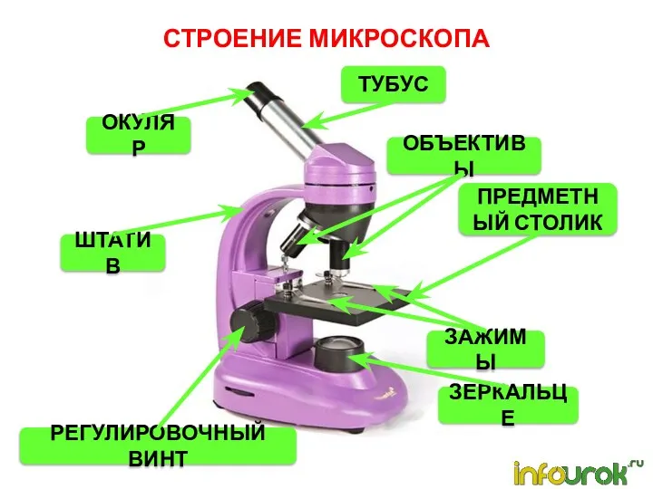 СТРОЕНИЕ МИКРОСКОПА ТУБУС ОКУЛЯР ОБЪЕКТИВЫ ШТАТИВ ПРЕДМЕТНЫЙ СТОЛИК ЗАЖИМЫ ЗЕРКАЛЬЦЕ РЕГУЛИРОВОЧНЫЙ ВИНТ