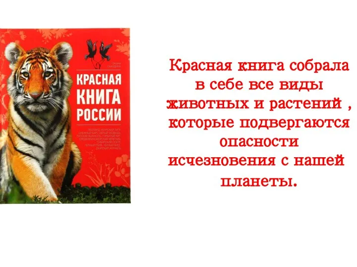 Красная книга собрала в себе все виды животных и растений, которые