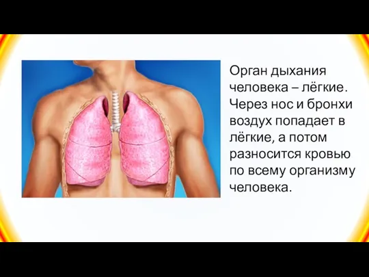 Орган дыхания человека – лёгкие. Через нос и бронхи воздух попадает