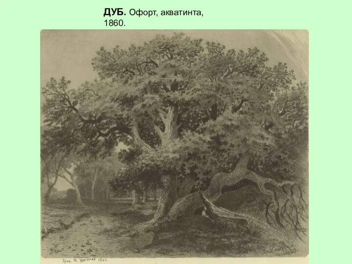 ДУБ. Офорт, акватинта, 1860.