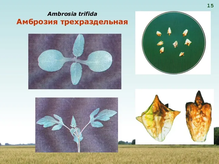 Ambrosia trifida Амброзия трехраздельная