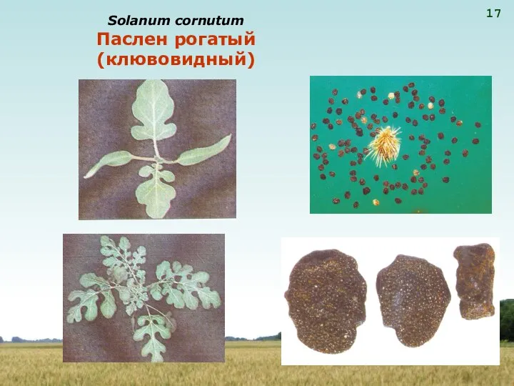 Solanum cornutum Паслен рогатый (клювовидный)