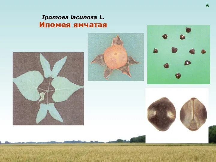 Ipomoea lacunosa L. Ипомея ямчатая