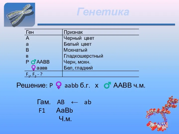 Генетика Решение: P ♀ aabb б.г. х ♂ ААВВ ч.м. Гам.