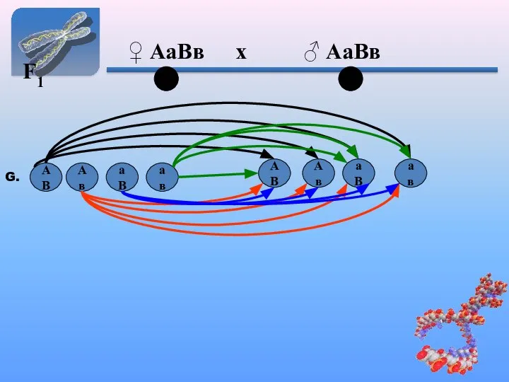 F1 ♀ АаВв х ♂ АаВв G. АВ Ав аВ ав АВ Ав аВ ав