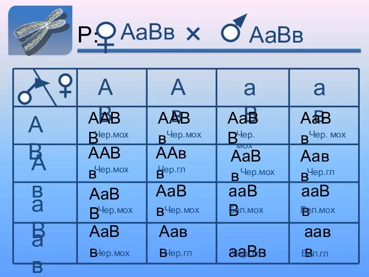 Р: АаВв АВ Ав аВ ав АВ Ав аВ ав ААВВ