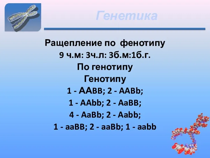 Ращепление по фенотипу 9 ч.м: 3ч.л: 3б.м:1б.г. По генотипу Генотипу 1