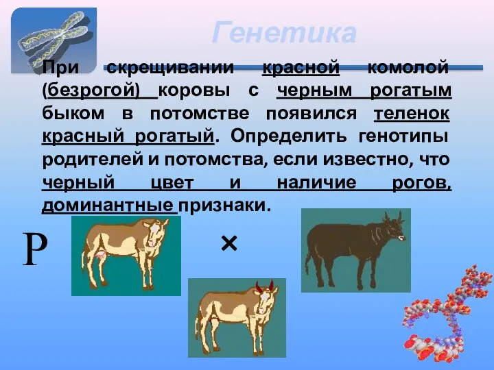 Генетика При скрещивании красной комолой (безрогой) коровы с черным рогатым быком