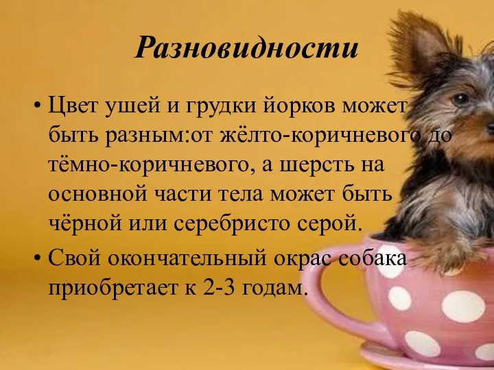 Разновидности Цвет ушей и грудки йорков может быть разным:от жёлто-коричневого до