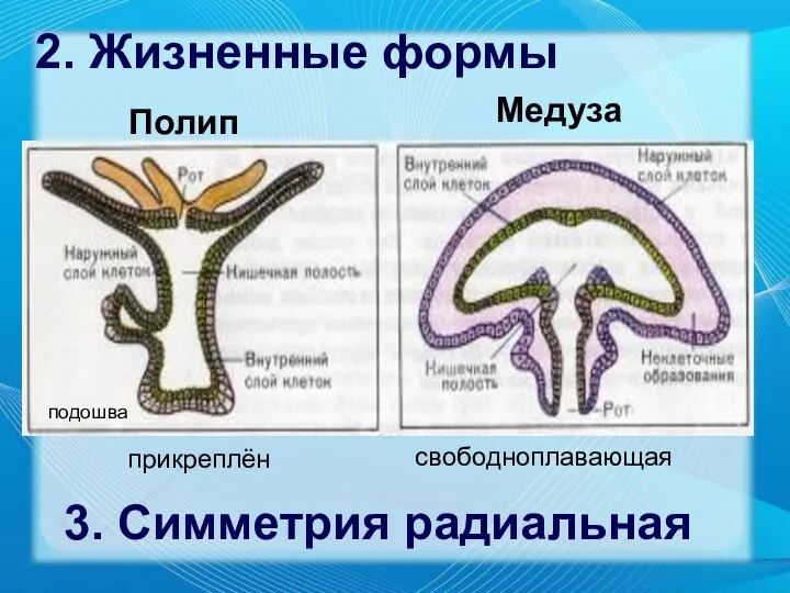 Полип Медуза прикреплён свободноплавающая подошва 2. Жизненные формы 3. Симметрия радиальная