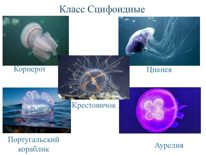 Класс Сцифоидные Корнерот Цианея Португальский кораблик Аурелия Крестовичок