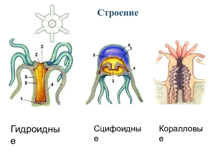 Строение Гидроидные Сцифоидные Коралловые