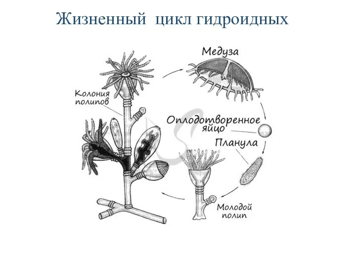 Жизненный цикл гидроидных