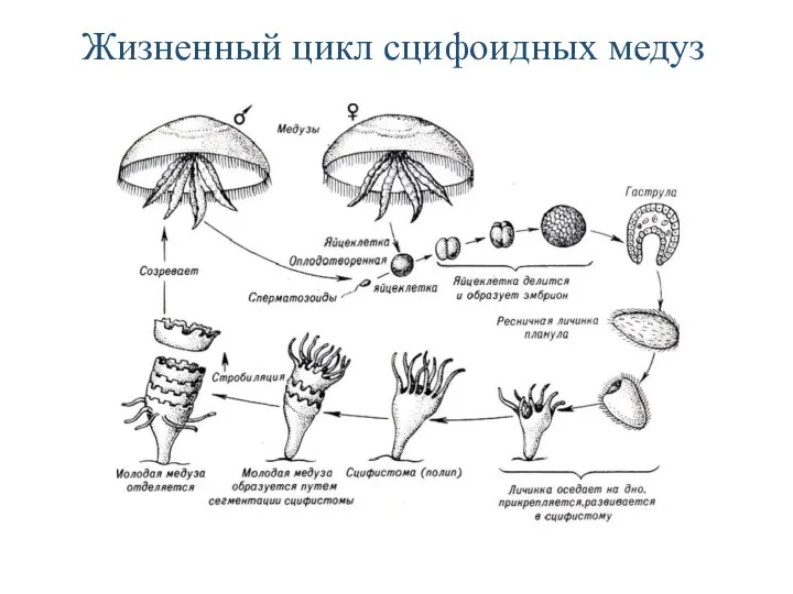 Жизненный цикл сцифоидных медуз