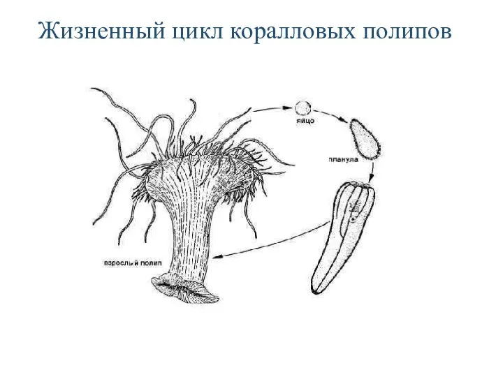 Жизненный цикл коралловых полипов