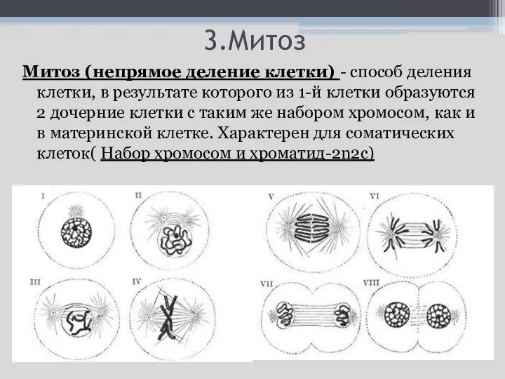 3.Митоз Митоз (непрямое деление клетки) - способ деления клетки, в результате