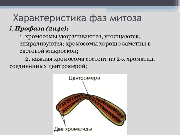 Характеристика фаз митоза I. Профаза (2n4c): 1. хромосомы укорачиваются, утолщаются, спирализуются;